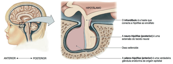 Hipotálamo