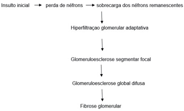 Esquema sobre a fisiologia da DRC