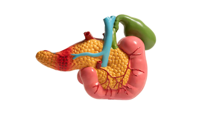 Modelo de um pâncreas e sua anatomia