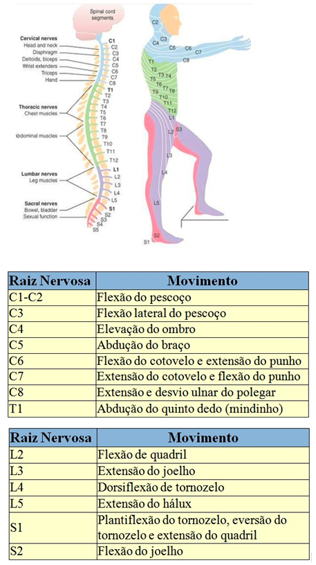 distribuição dos miótomos