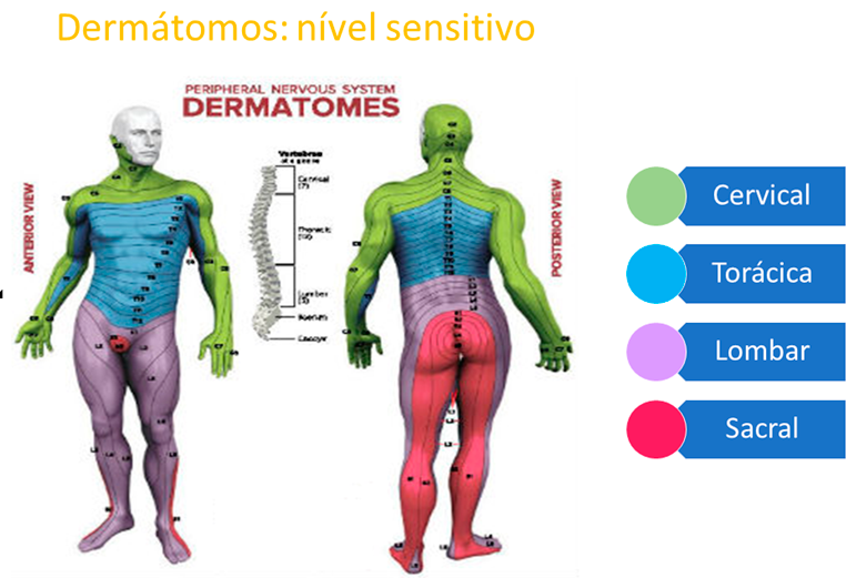 dermátomos nível sensitivo