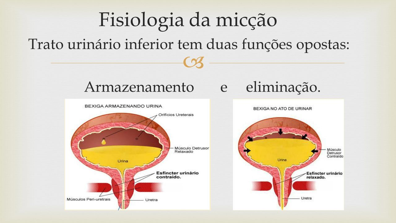 Fisiologia da Micção