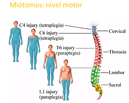 miótomos: nivel motor
