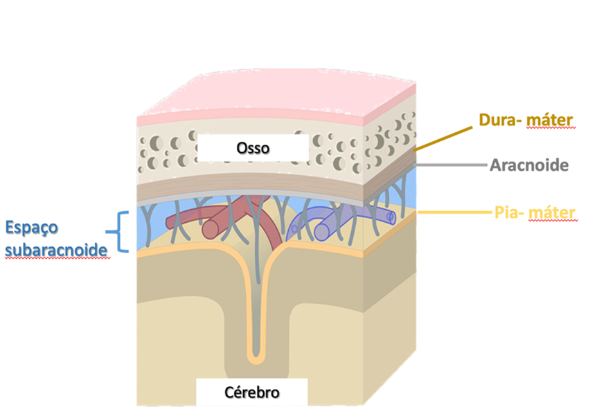 pia máter: membrana mais delicada e mais interna, recobre todo a superfície do encéfalo, tronco e medula.