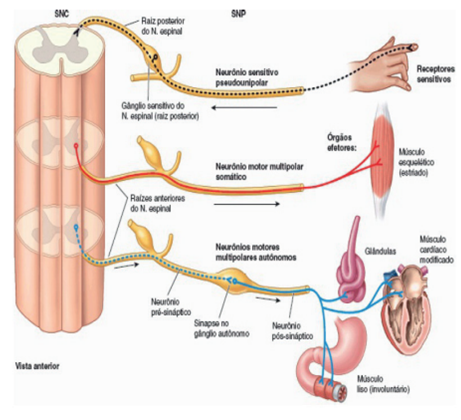 Sistemas nervosos e viscerais